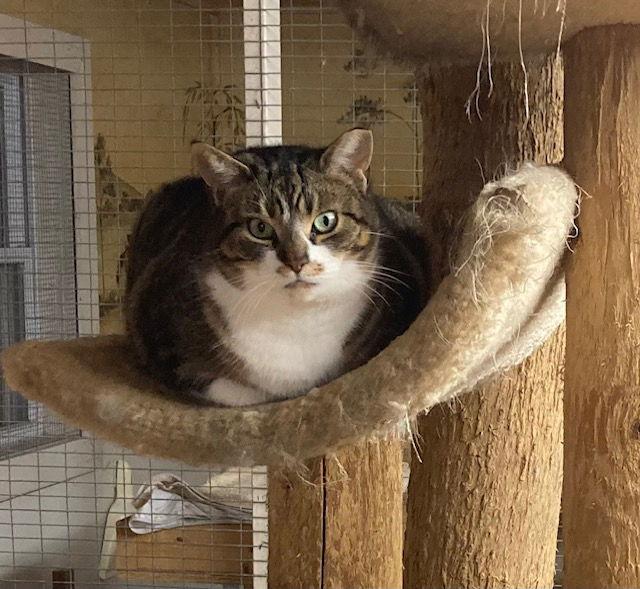 Maggie - Barn Cat, Adoptable, Adult Female Domestic Short Hair.