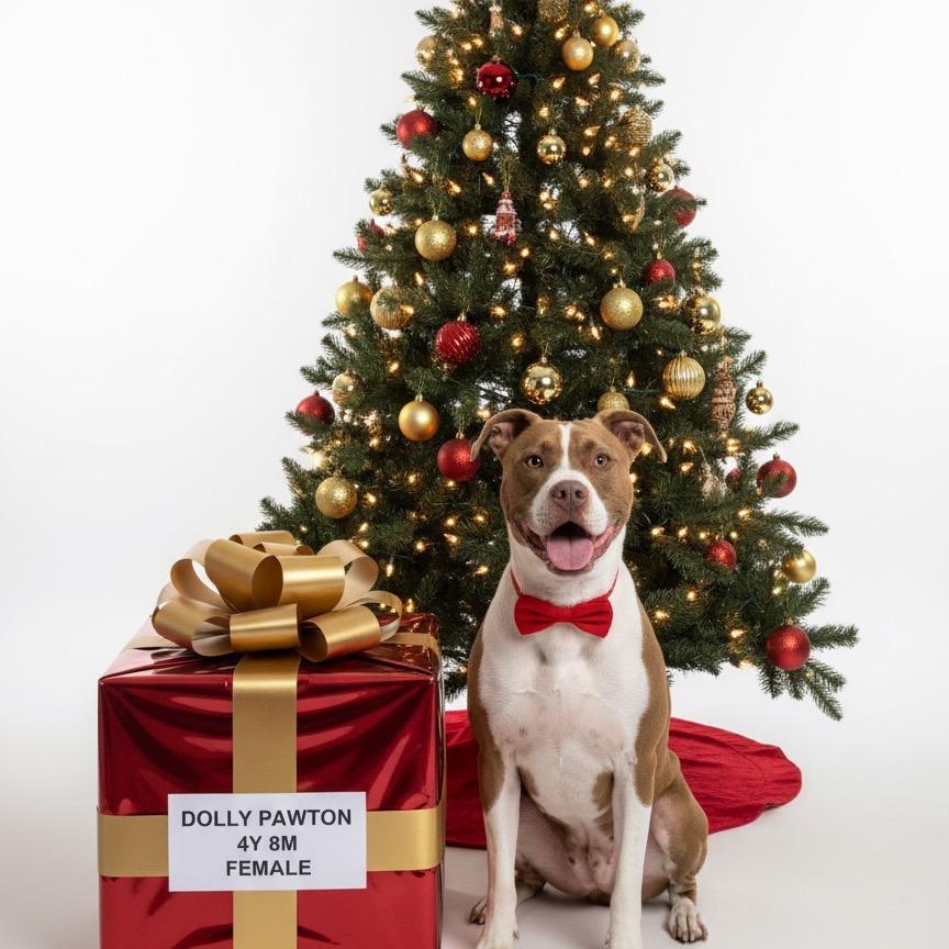 Enlarge Dolly Pawton, a Adoptable mixed breed in Palestine, TX image 2/3