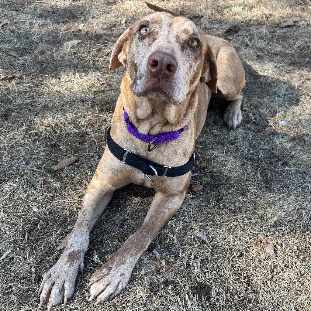 Enlarge Summer, a Adoptable mixed breed in Conway, NH image 2/6