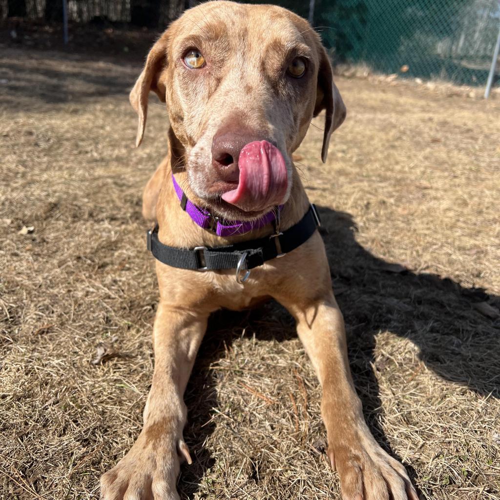 Enlarge Summer, a Adoptable mixed breed in Conway, NH image 3/6