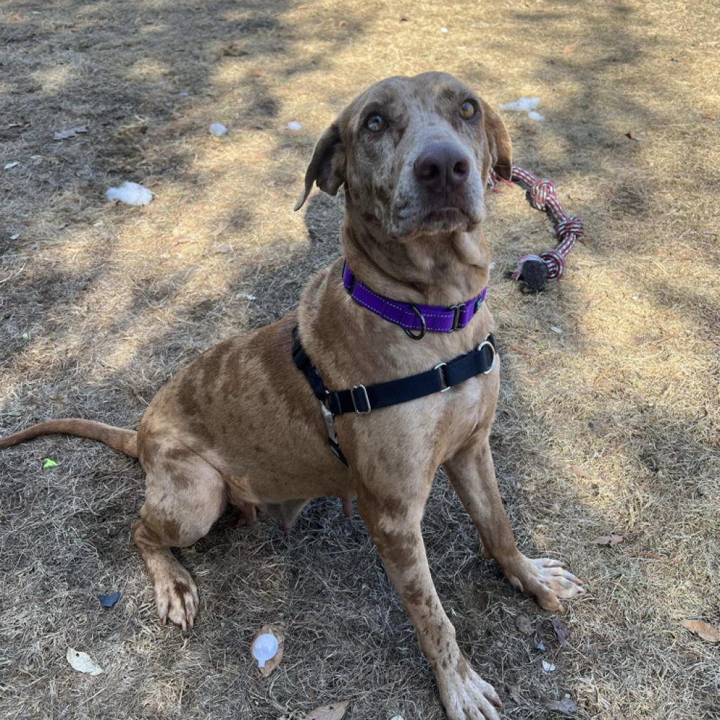 Enlarge Summer, a Adoptable mixed breed in Conway, NH image 4/6