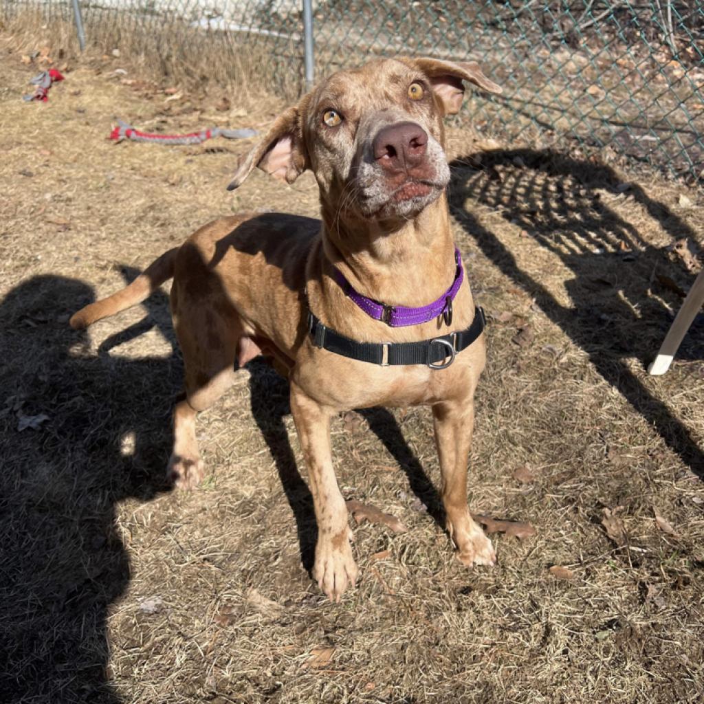 Enlarge Summer, a Adoptable mixed breed in Conway, NH image 5/6