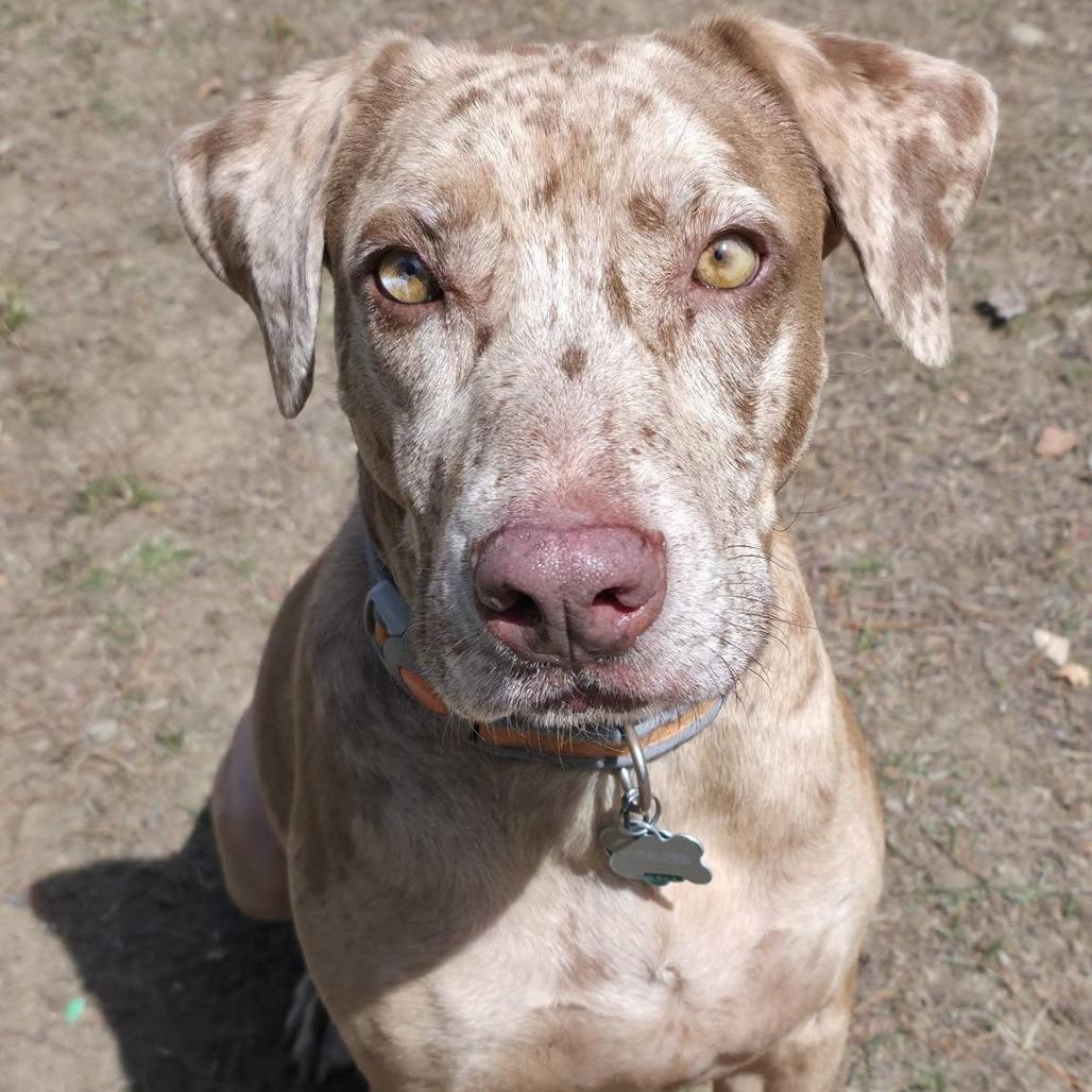 Summer, a Adoptable mixed breed in Conway, NH image 6/6