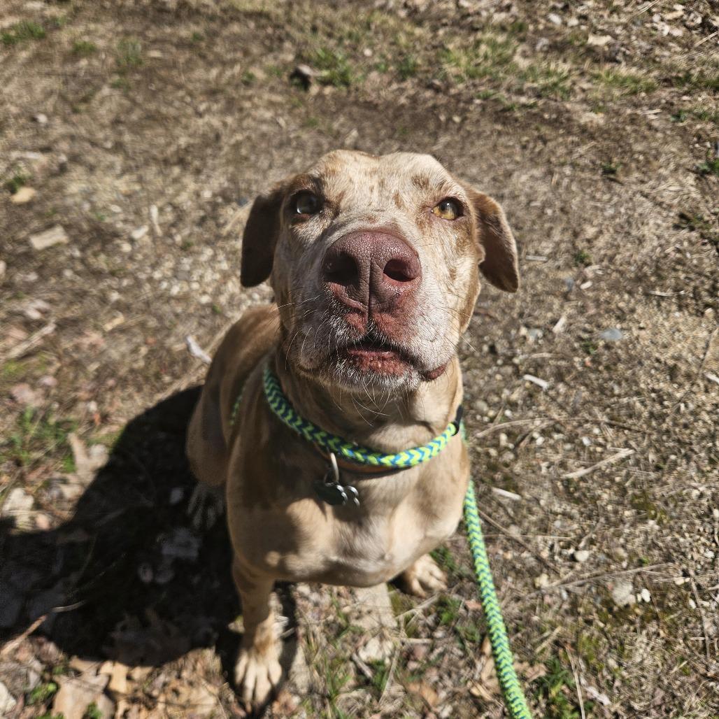 Enlarge Summer, a Adoptable mixed breed in Conway, NH image 6/6