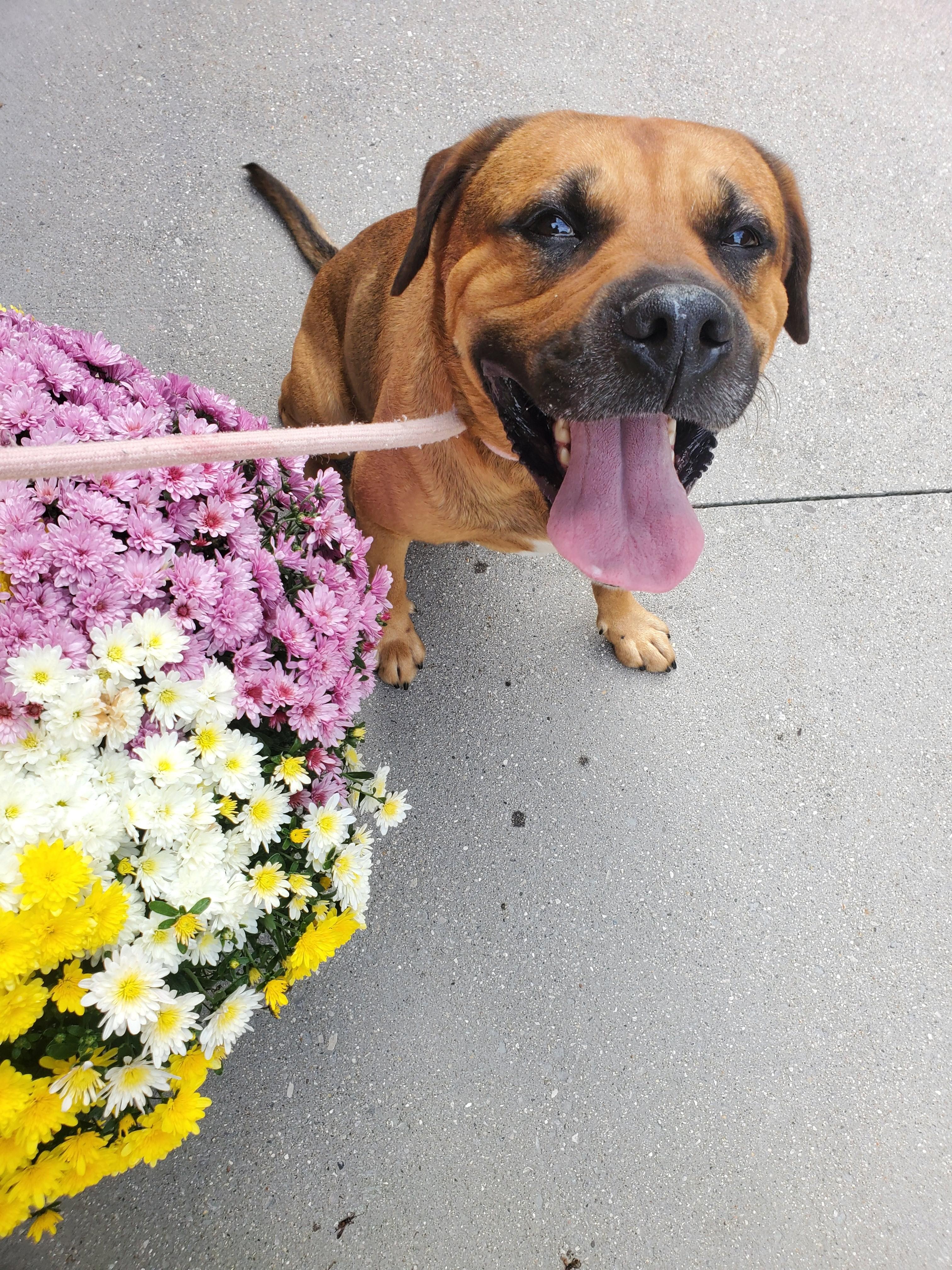 Hooker, Adoptable, Adult Male Bullmastiff.