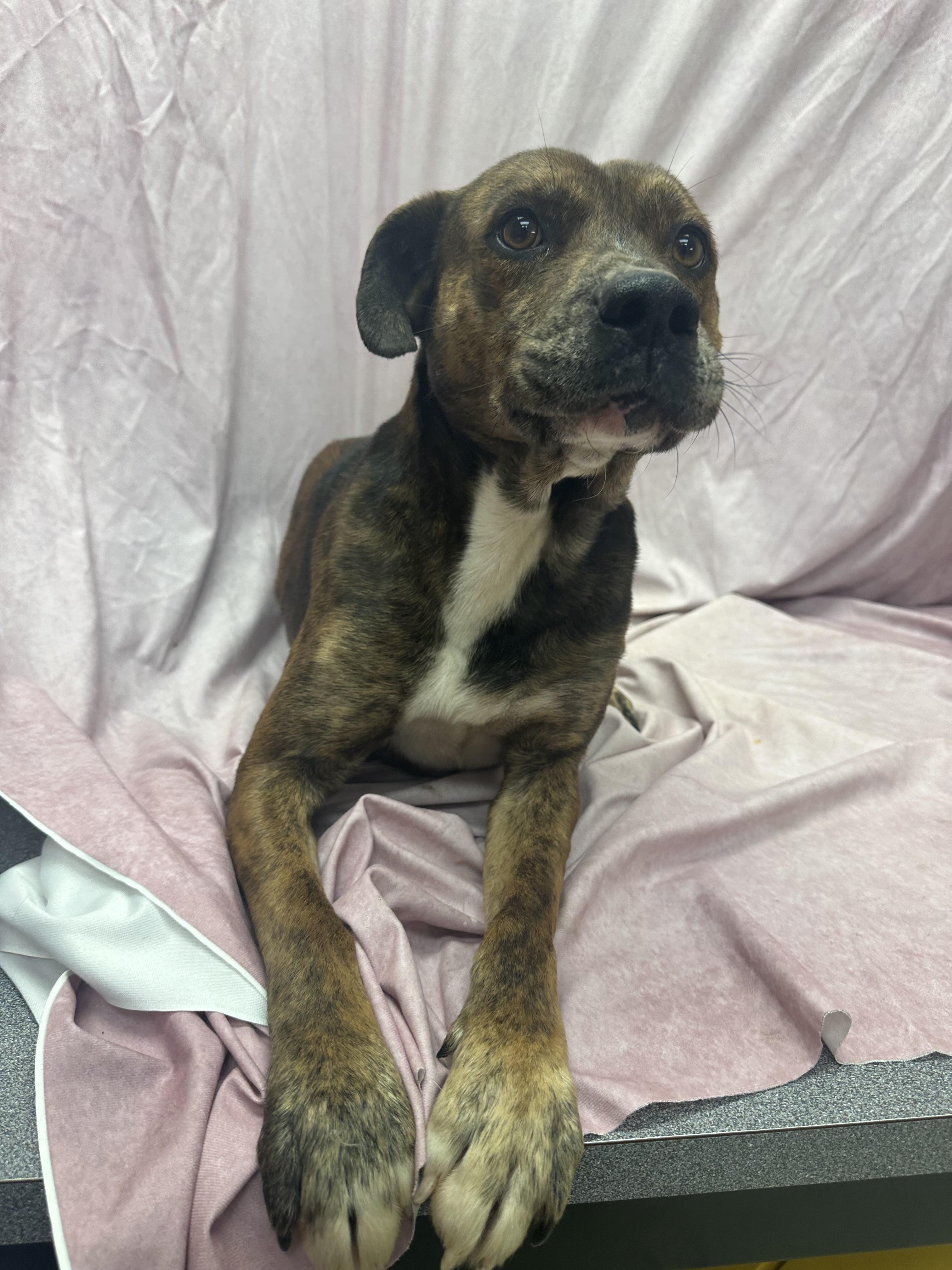 Enlarge Seth, a ADOPTABLE mixed breed in Statesboro, GA image 3/3