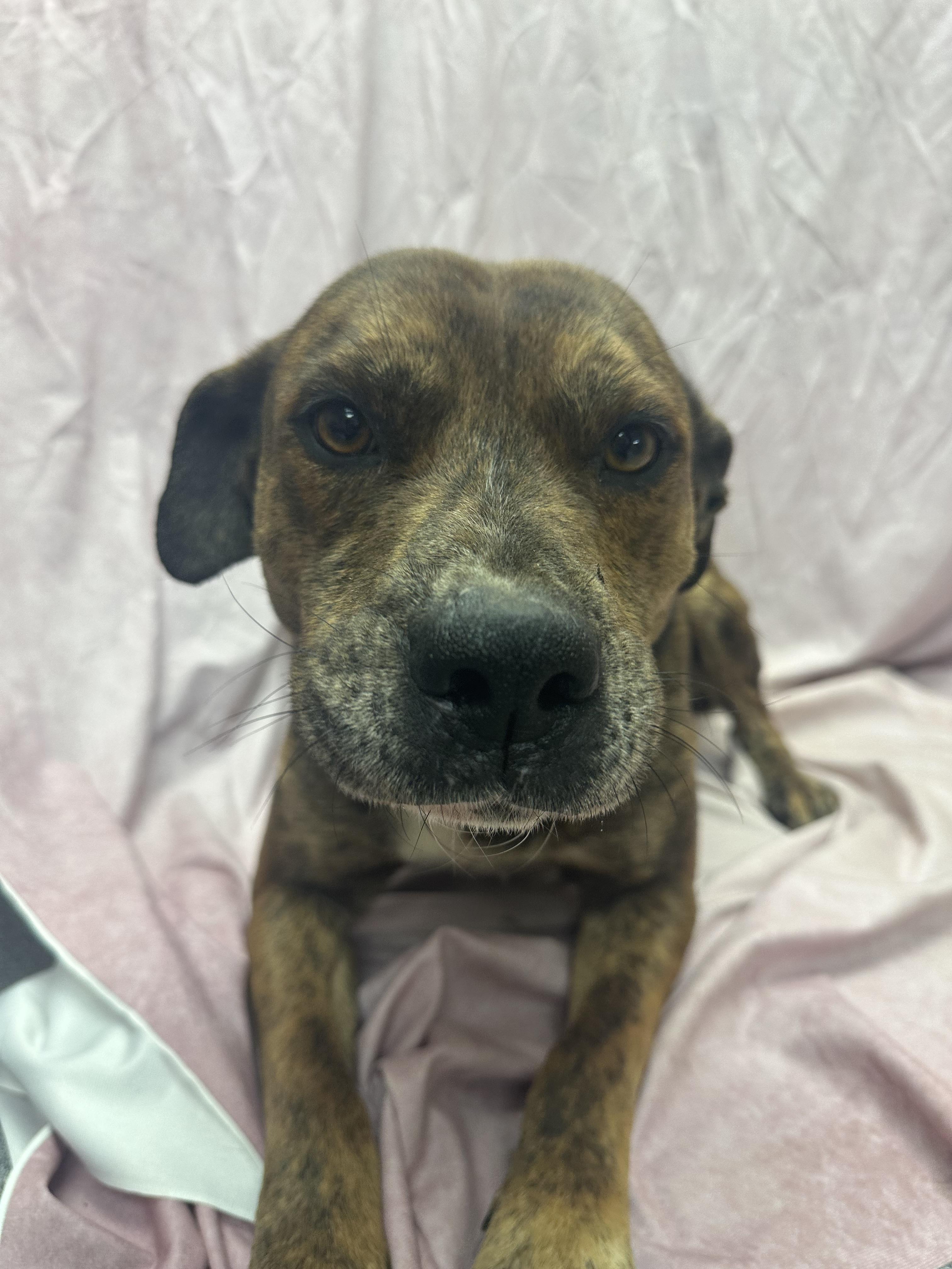 Enlarge Seth, a ADOPTABLE mixed breed in Statesboro, GA image 2/3