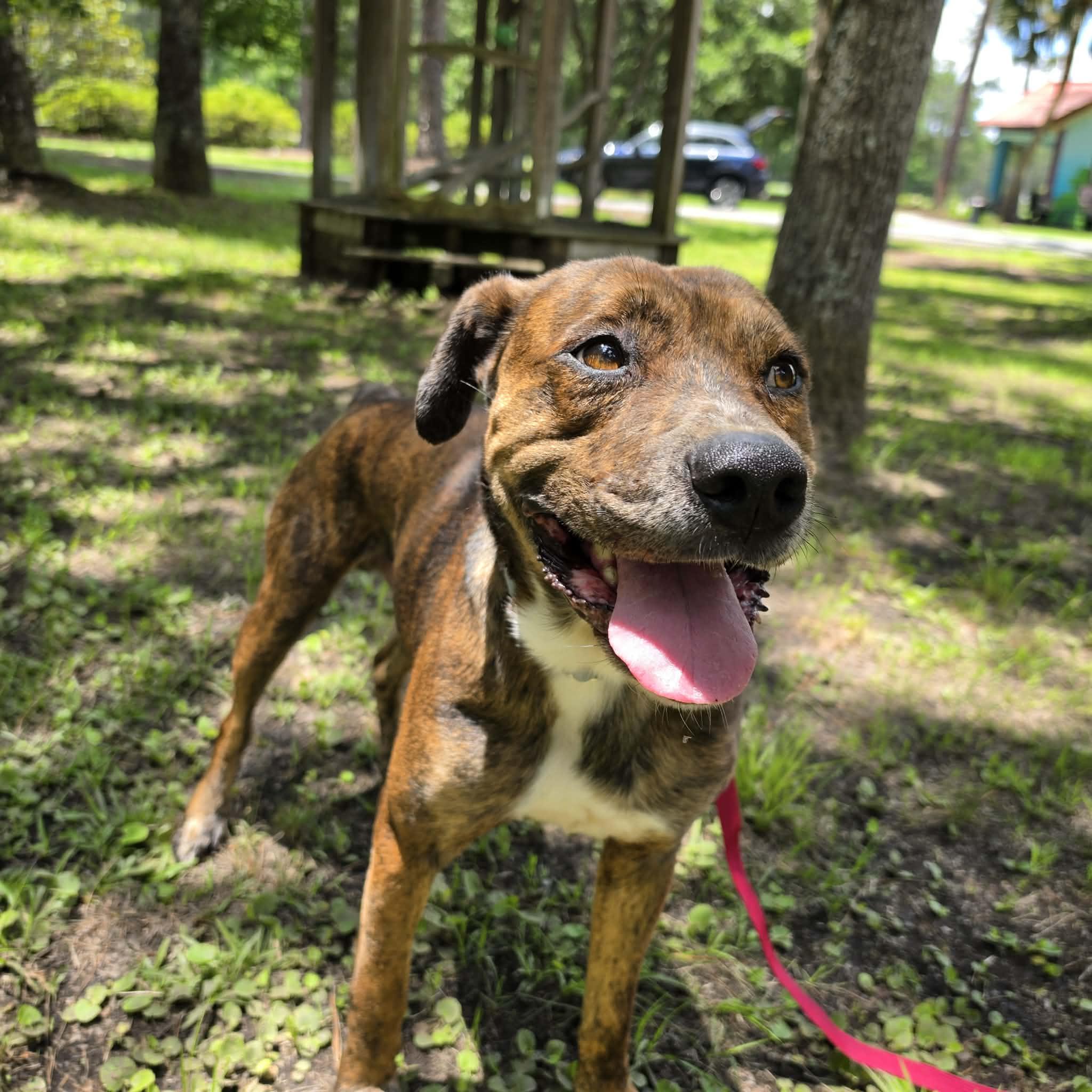 Seth, an adoptable mixed breed in Statesboro, GA image 1/5