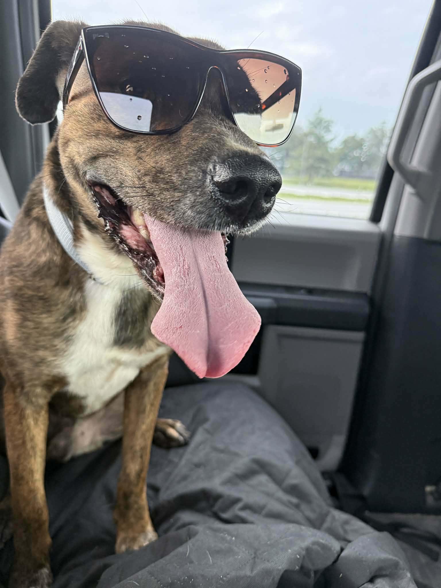 Seth, an adoptable mixed breed in Statesboro, GA image 2/5