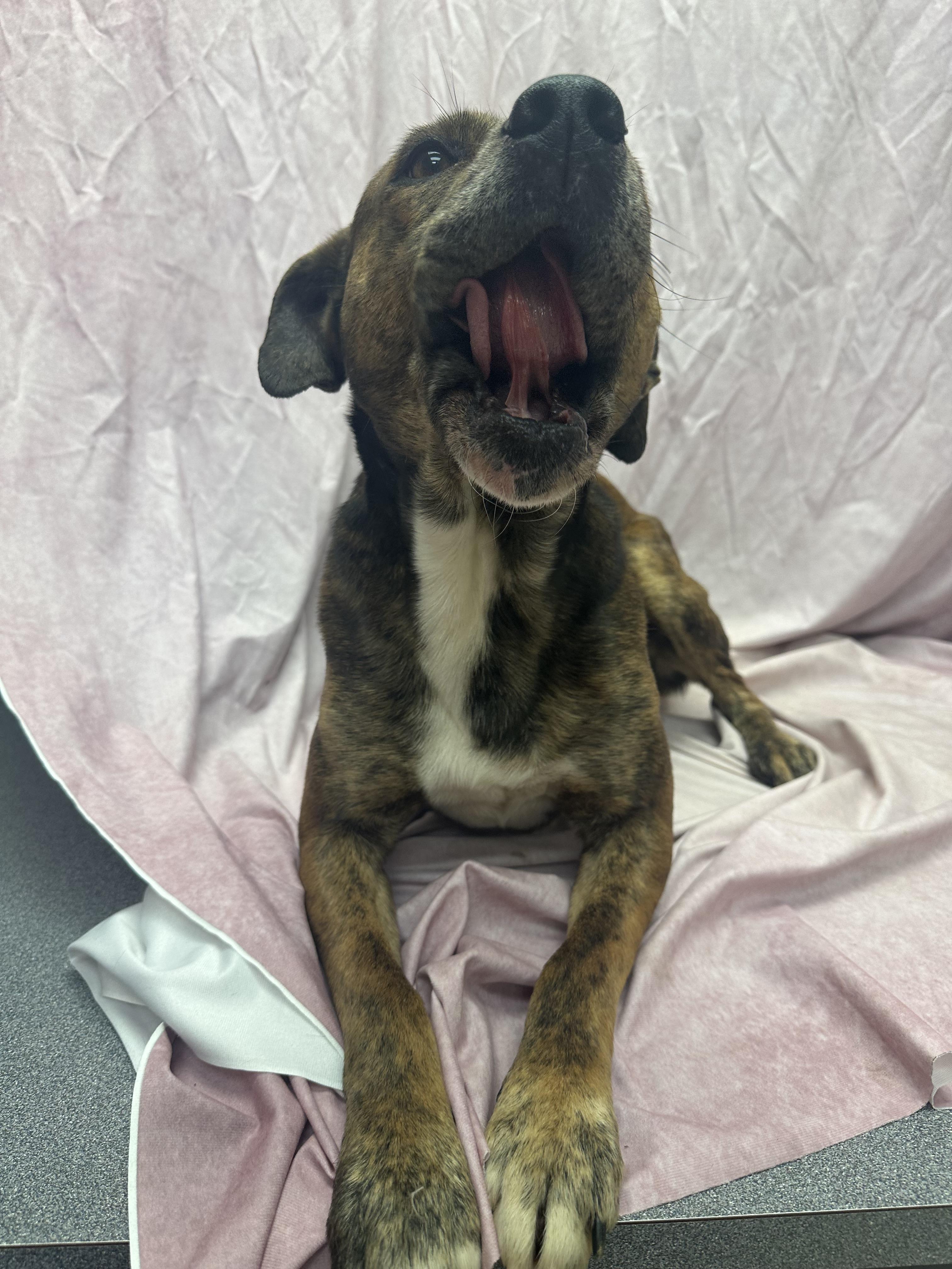 Enlarge Seth, a ADOPTABLE mixed breed in Statesboro, GA image 1/3