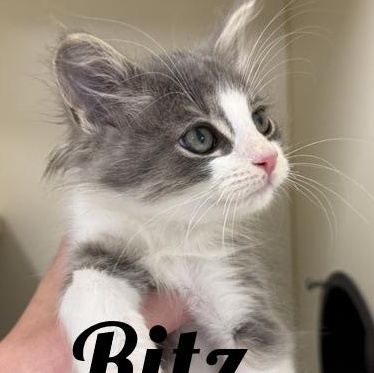 Ritz, adopted, Young Male Domestic Medium Hair.