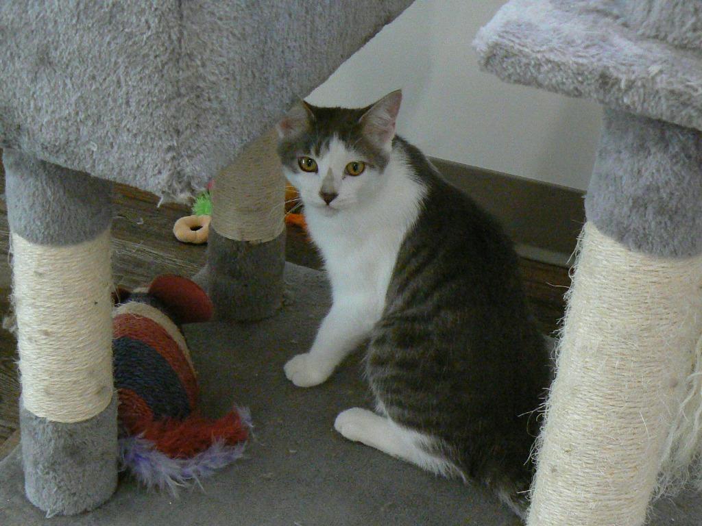 Fred, Adoptable, Kitten Male Domestic Medium Hair.