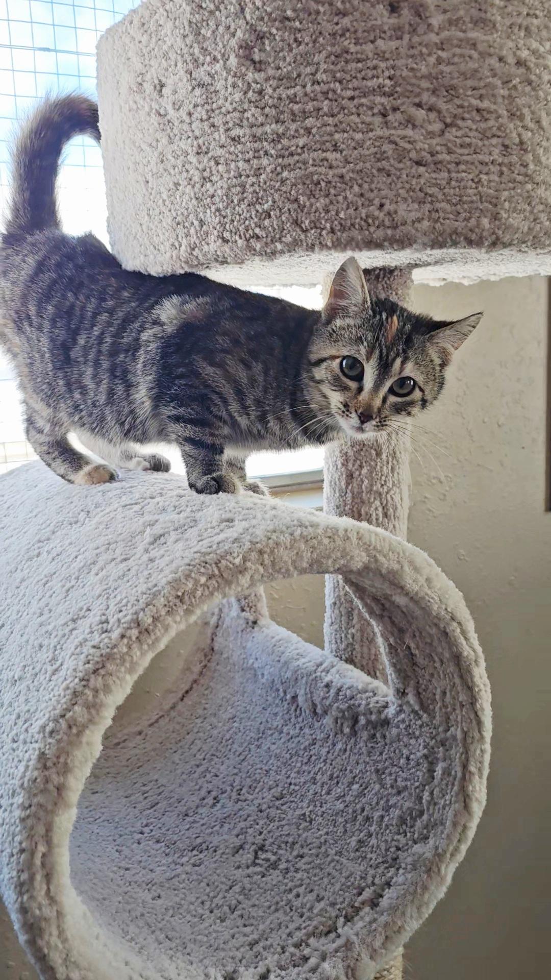 Mocha, ADOPTABLE, Kitten Female Domestic Short Hair.