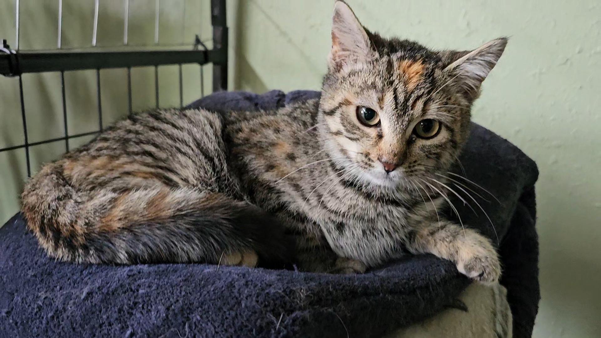 Mocha, ADOPTABLE, Kitten Female Domestic Short Hair.