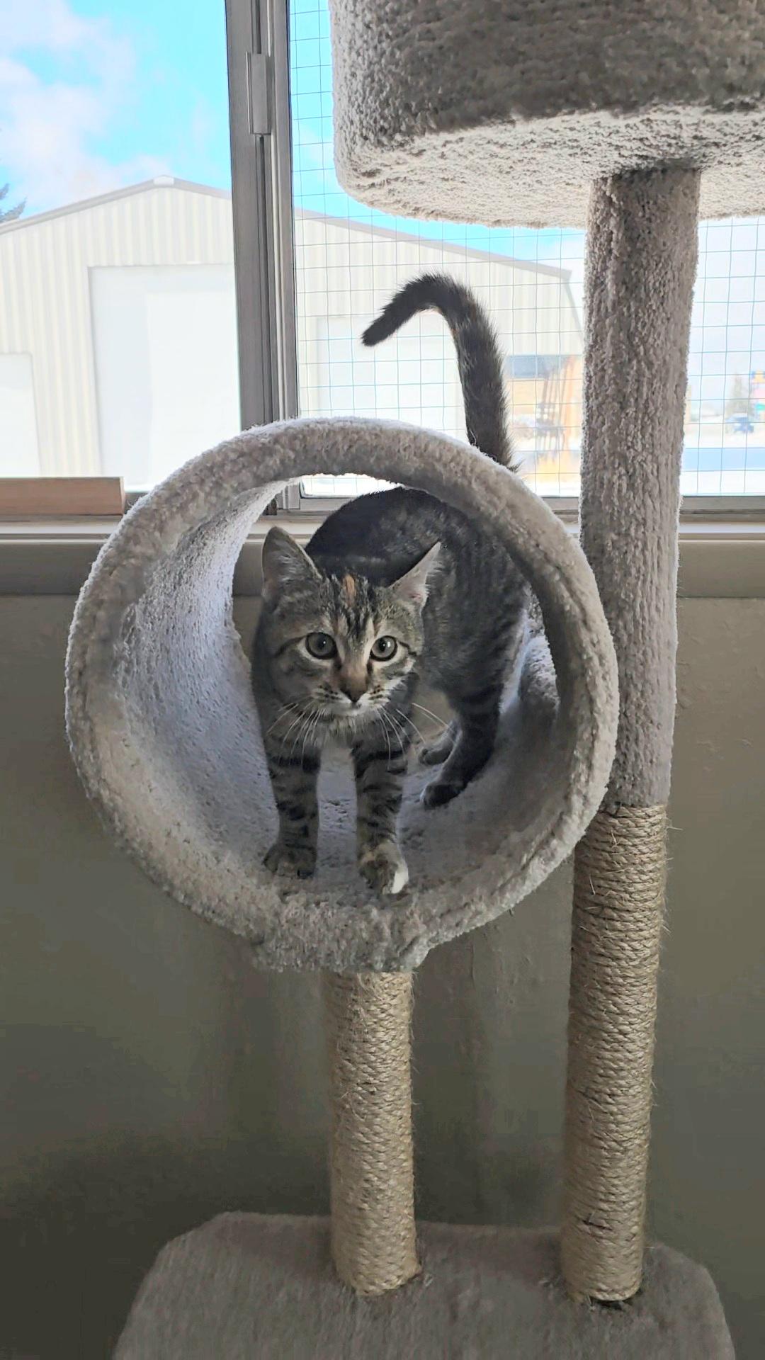 Enlarge Mocha, a ADOPTABLE Domestic Short Hair in Pinedale, WY image 4/4