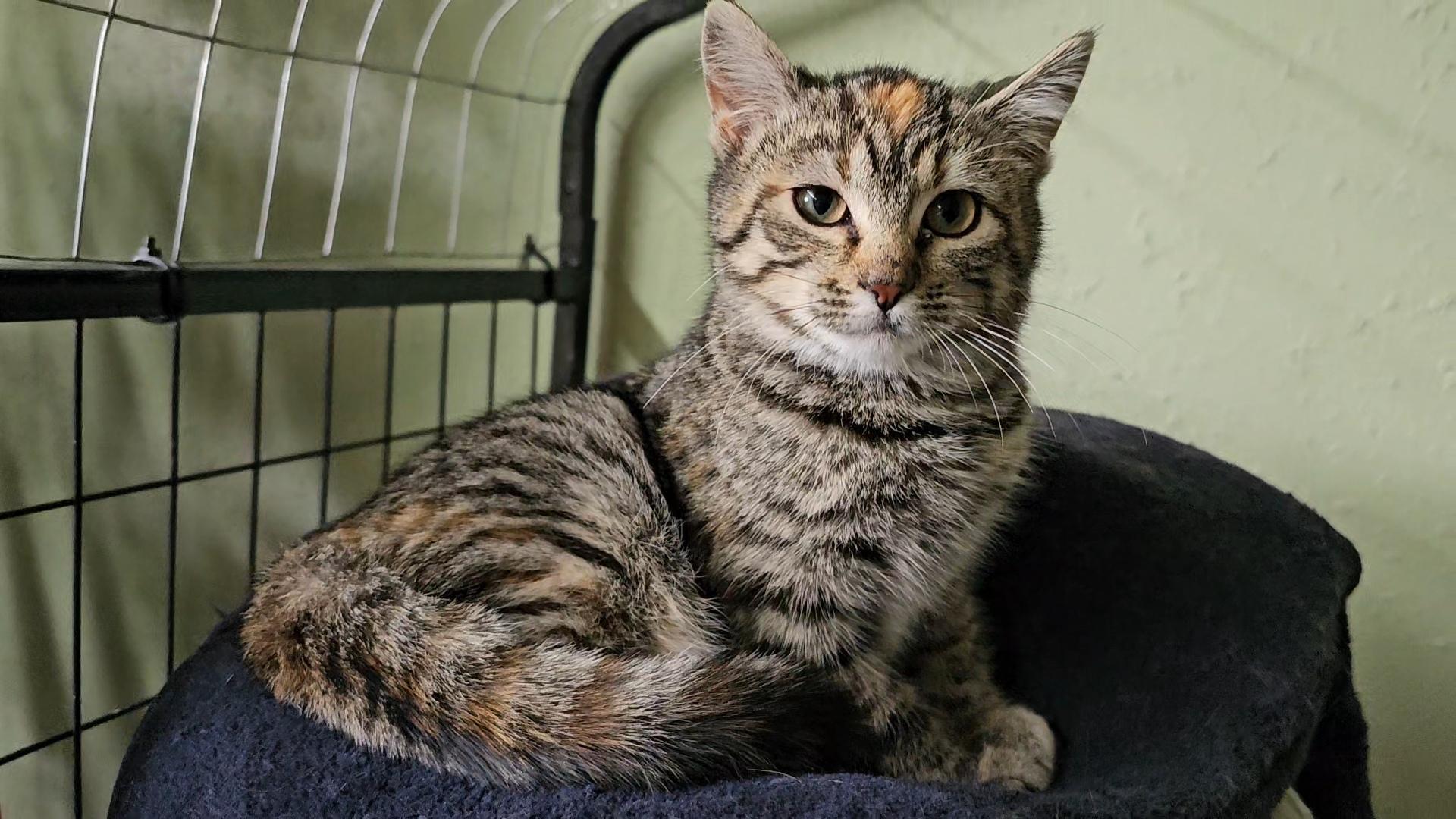 Enlarge Mocha, a ADOPTABLE Domestic Short Hair in Pinedale, WY image 2/6