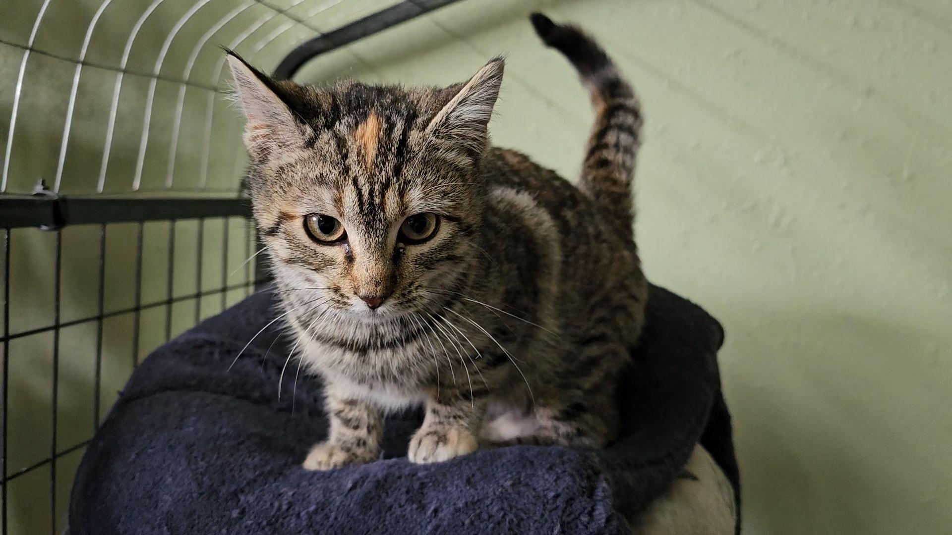Enlarge Mocha, a ADOPTABLE Domestic Short Hair in Pinedale, WY image 3/6