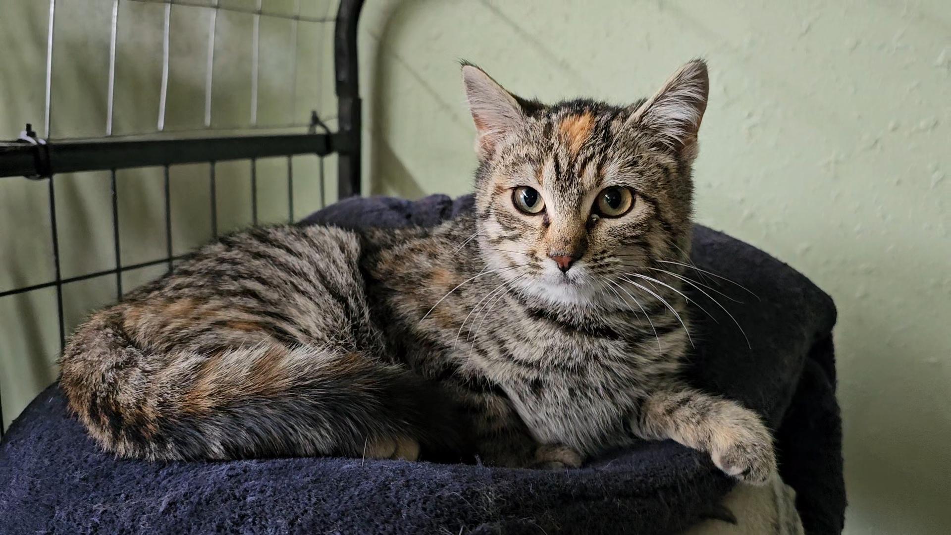 Enlarge Mocha, a ADOPTABLE Domestic Short Hair in Pinedale, WY image 4/6