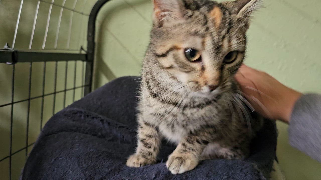 Enlarge Mocha, a ADOPTABLE Domestic Short Hair in Pinedale, WY video 5/6