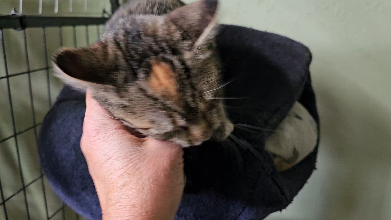Enlarge Mocha, a ADOPTABLE Domestic Short Hair in Pinedale, WY video 6/6