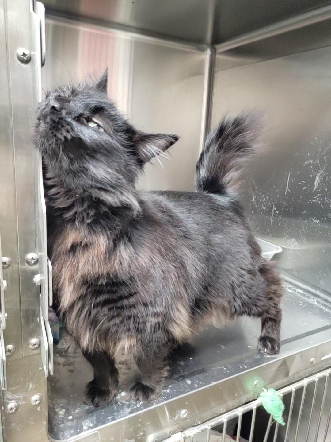 Enlarge Dante, a Adoptable Domestic Long Hair in Port Angeles, WA image 2/2