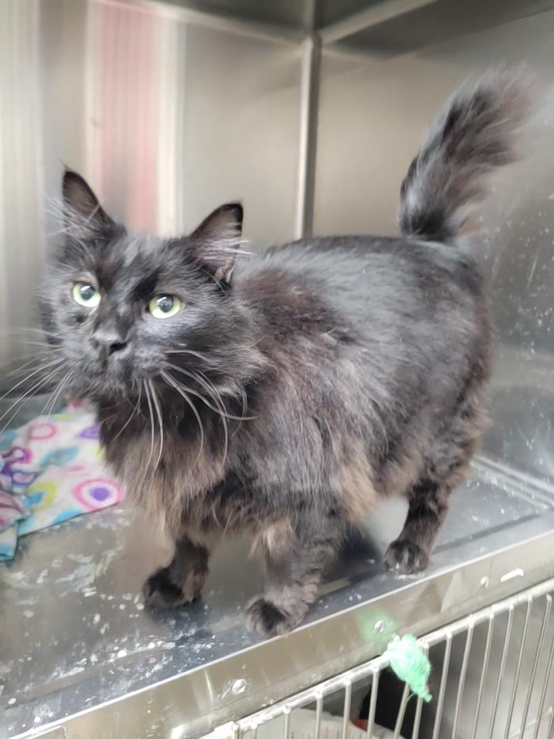Dante, Adoptable, Adult Male Domestic Long Hair.