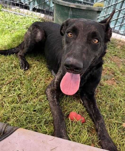 Freya , adopted, Adult Female Belgian Shepherd / Malinois.