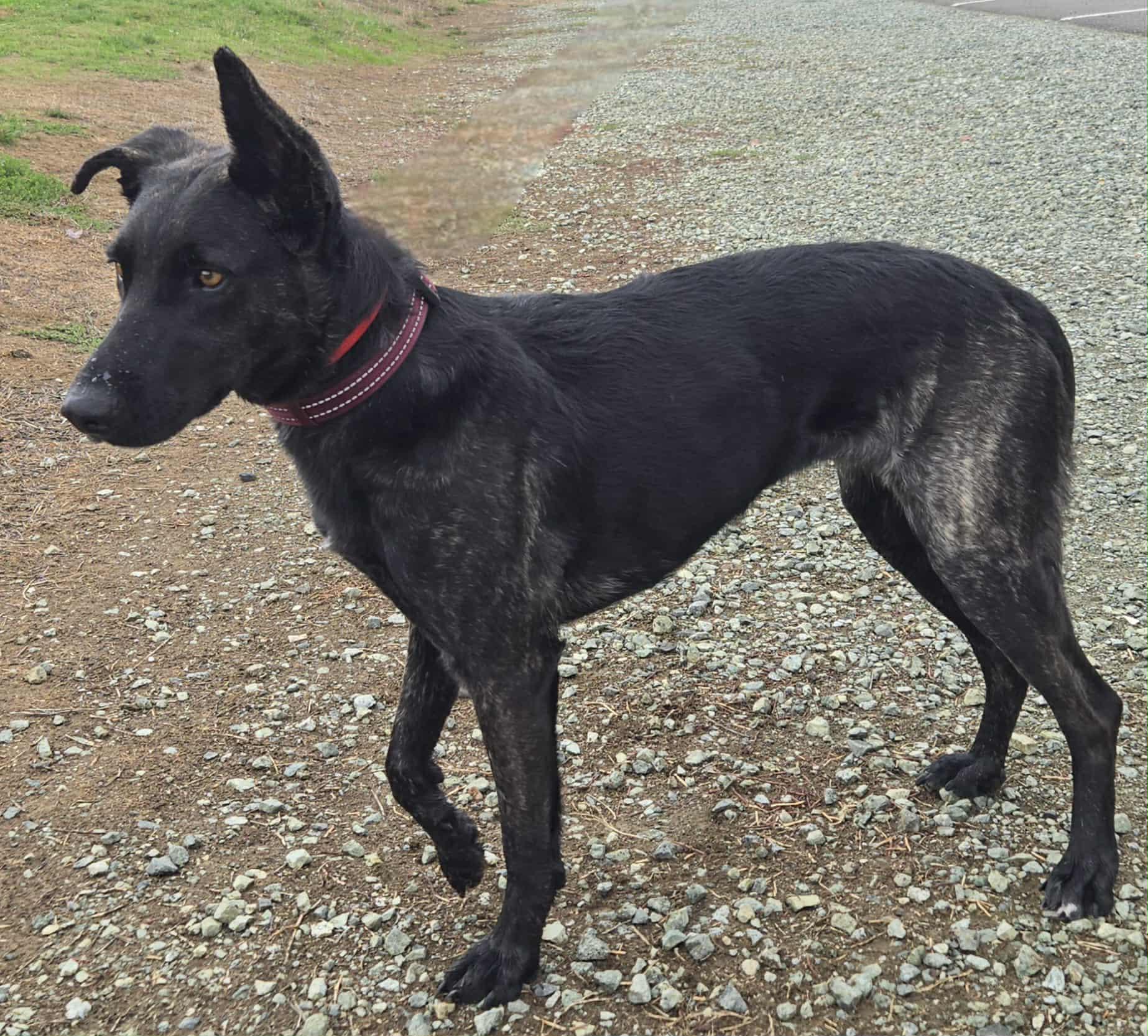 Enlarge Freya , an adopted mixed breed in Los Altos Hills, CA image 4/6