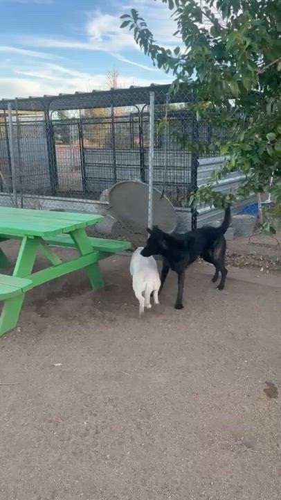 Enlarge Freya , an adopted mixed breed in Los Altos Hills, CA video 3/6