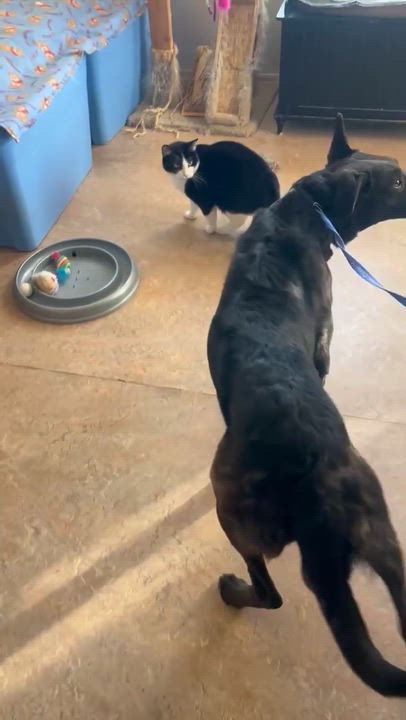 Enlarge Freya , an adopted mixed breed in Los Altos Hills, CA video 2/6