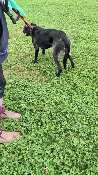 Enlarge Freya , an adopted mixed breed in Los Altos Hills, CA video 6/6