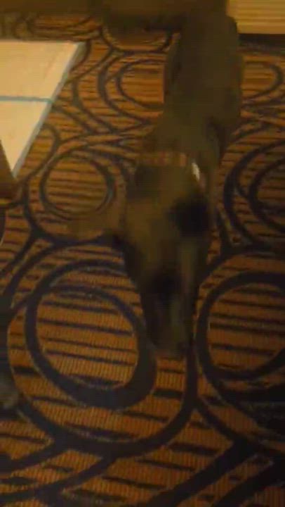 Enlarge Freya , an adopted mixed breed in Los Altos Hills, CA video 5/6