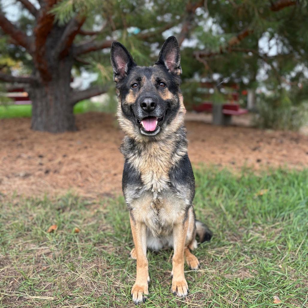 Enlarge Ziva***ADOPTION PENDING***, a Adoptable German Shepherd Dog in Fargo, ND image 1/1