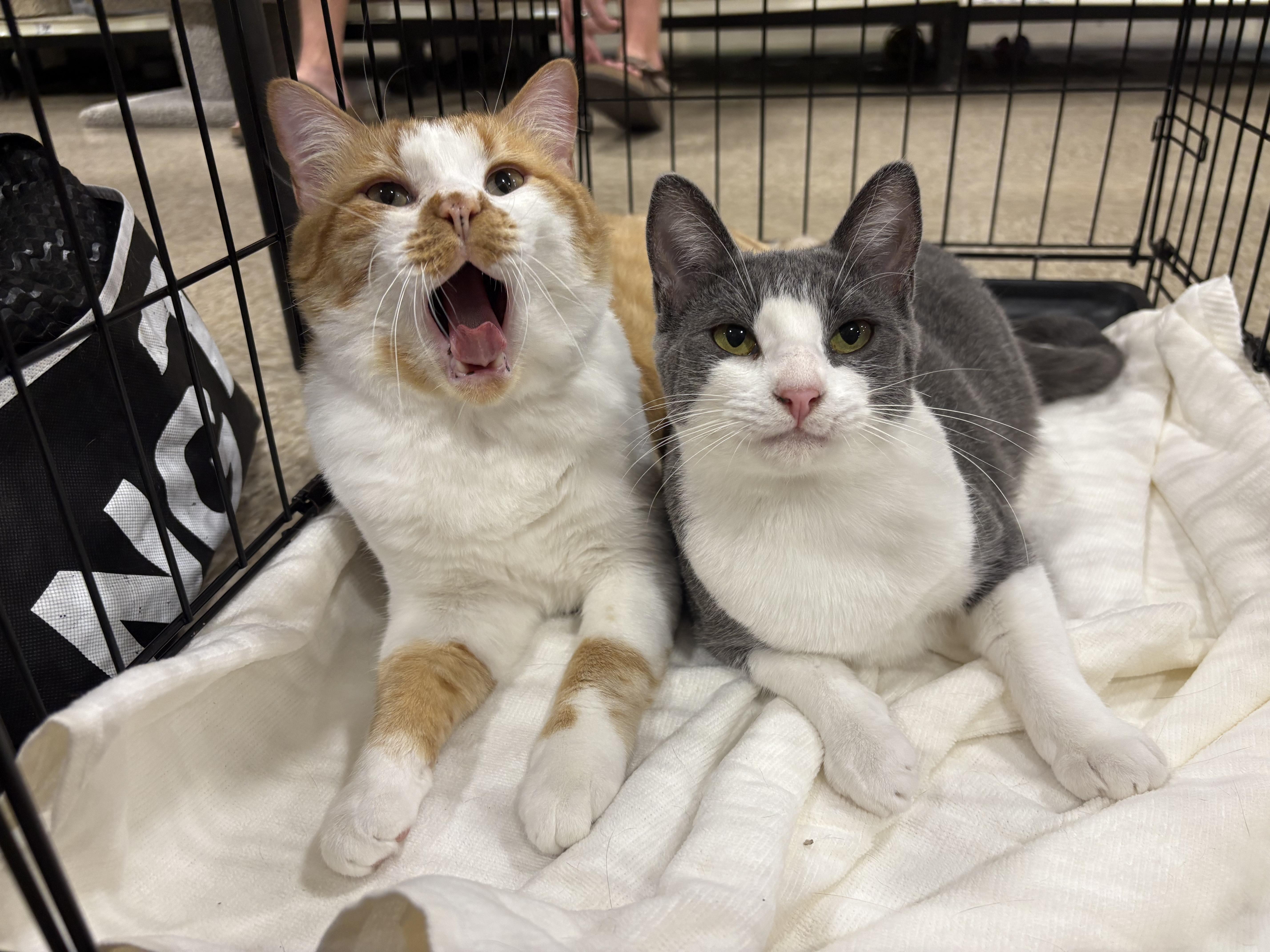 Dolphin and Mandarin