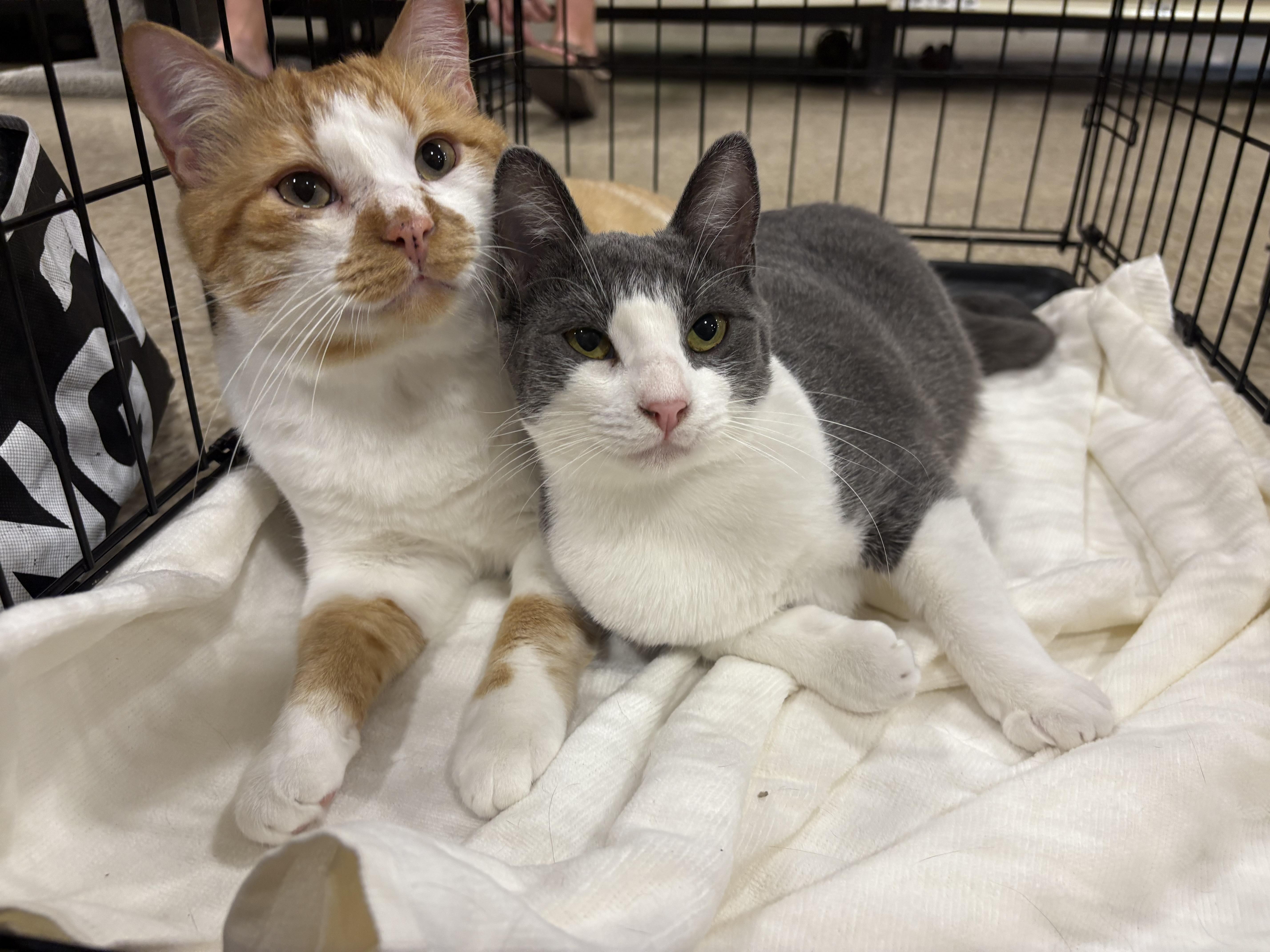 Dolphin and Mandarin