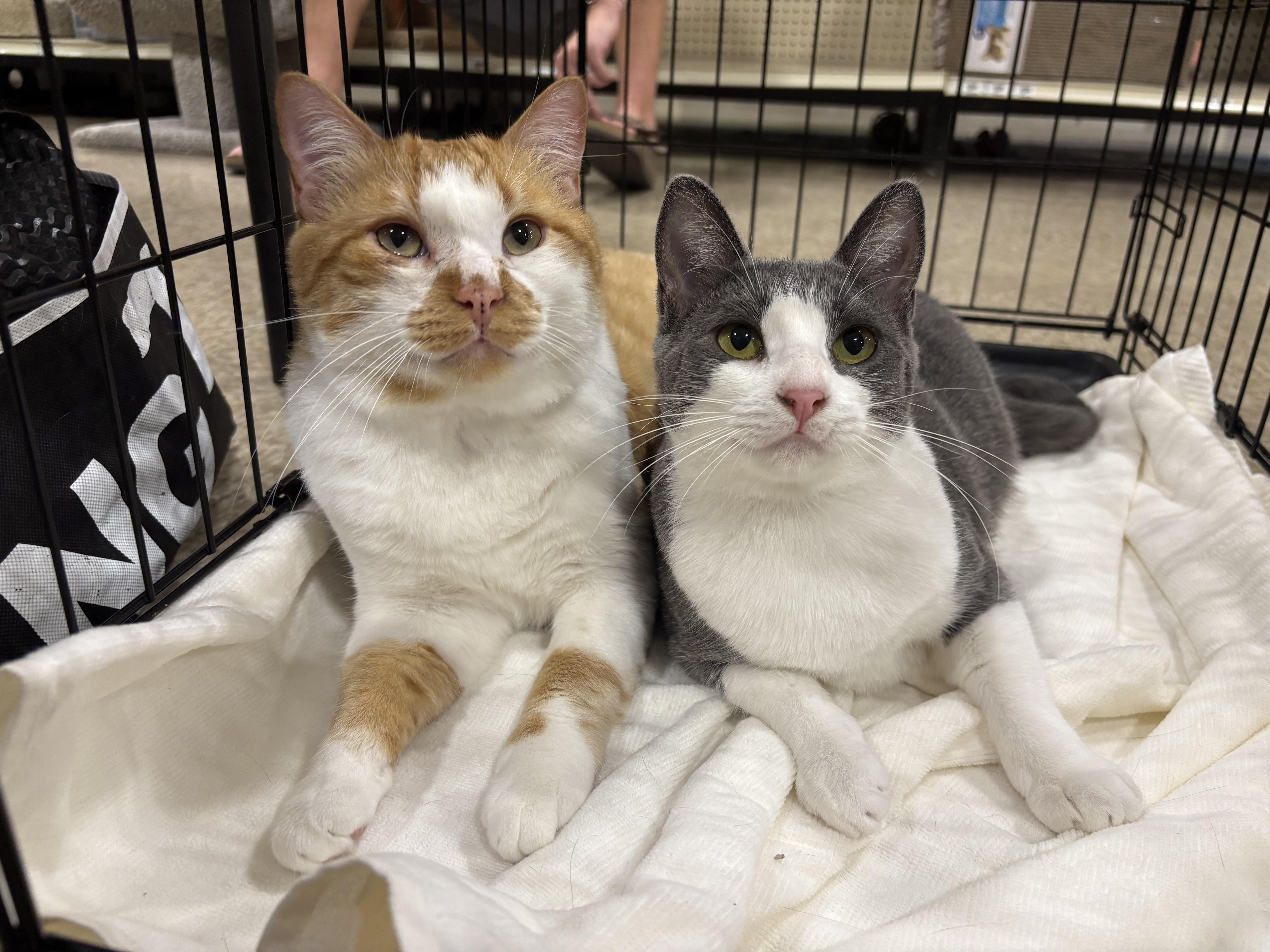 Dolphin and Mandarin