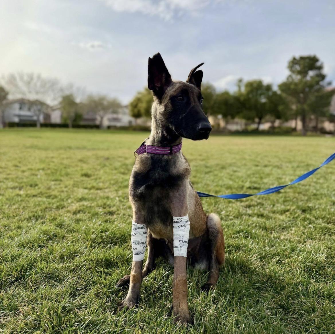 Miracle, Adoptable, Adult Female Belgian Shepherd / Malinois.