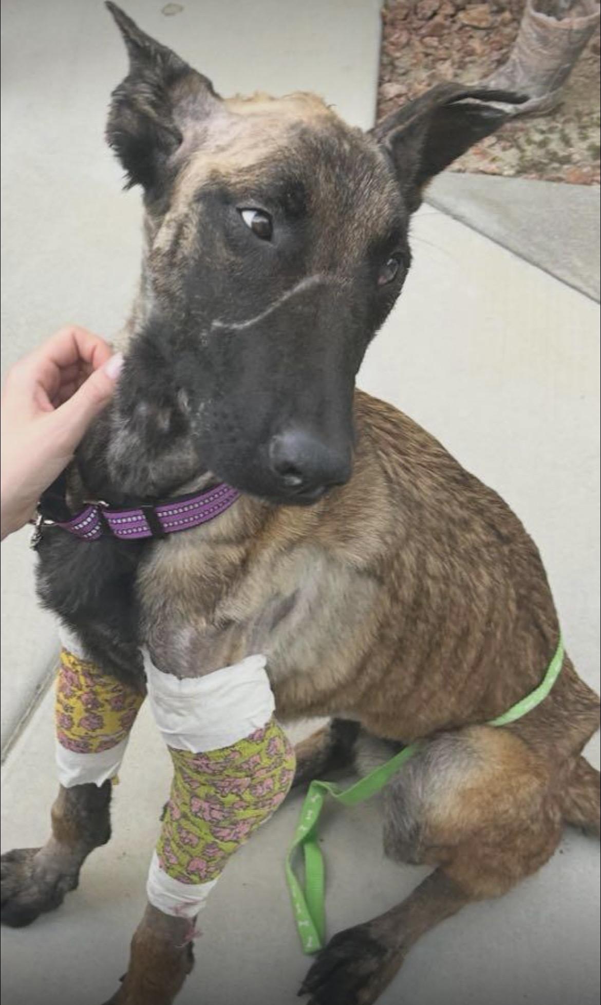 Miracle, a Adoptable Belgian Shepherd / Malinois in Palm desert, CA image 2/4