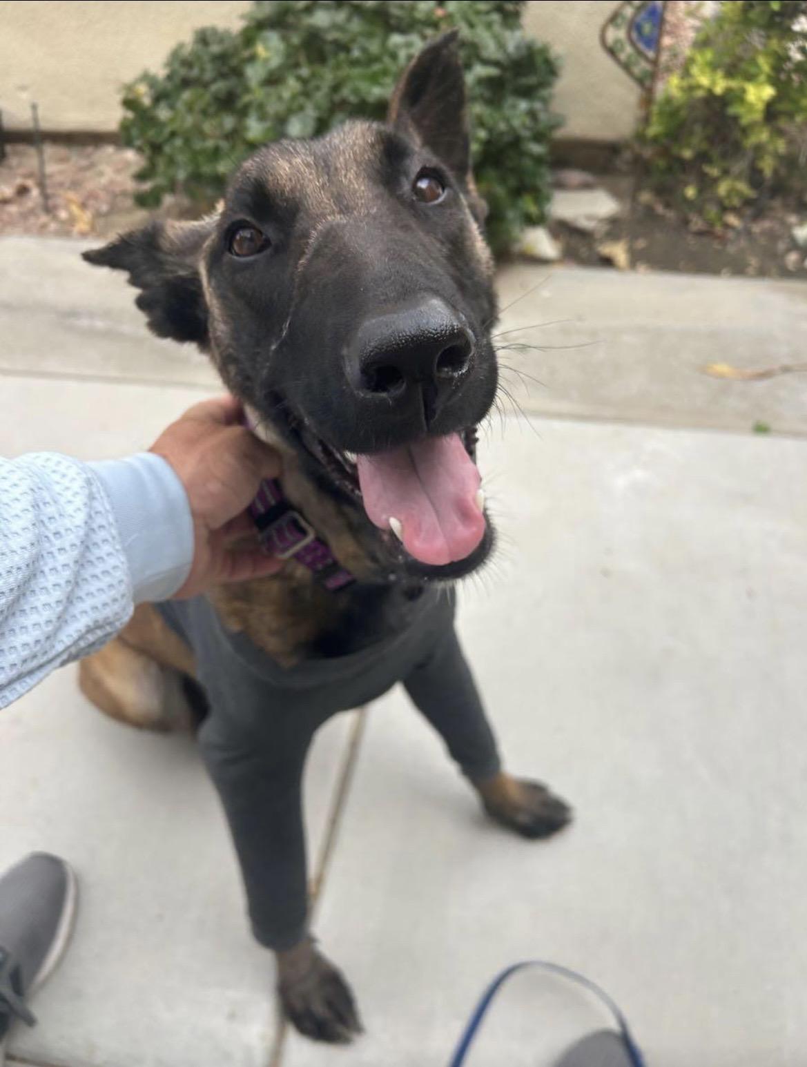 Miracle, a Adoptable Belgian Shepherd / Malinois in Palm desert, CA image 4/4