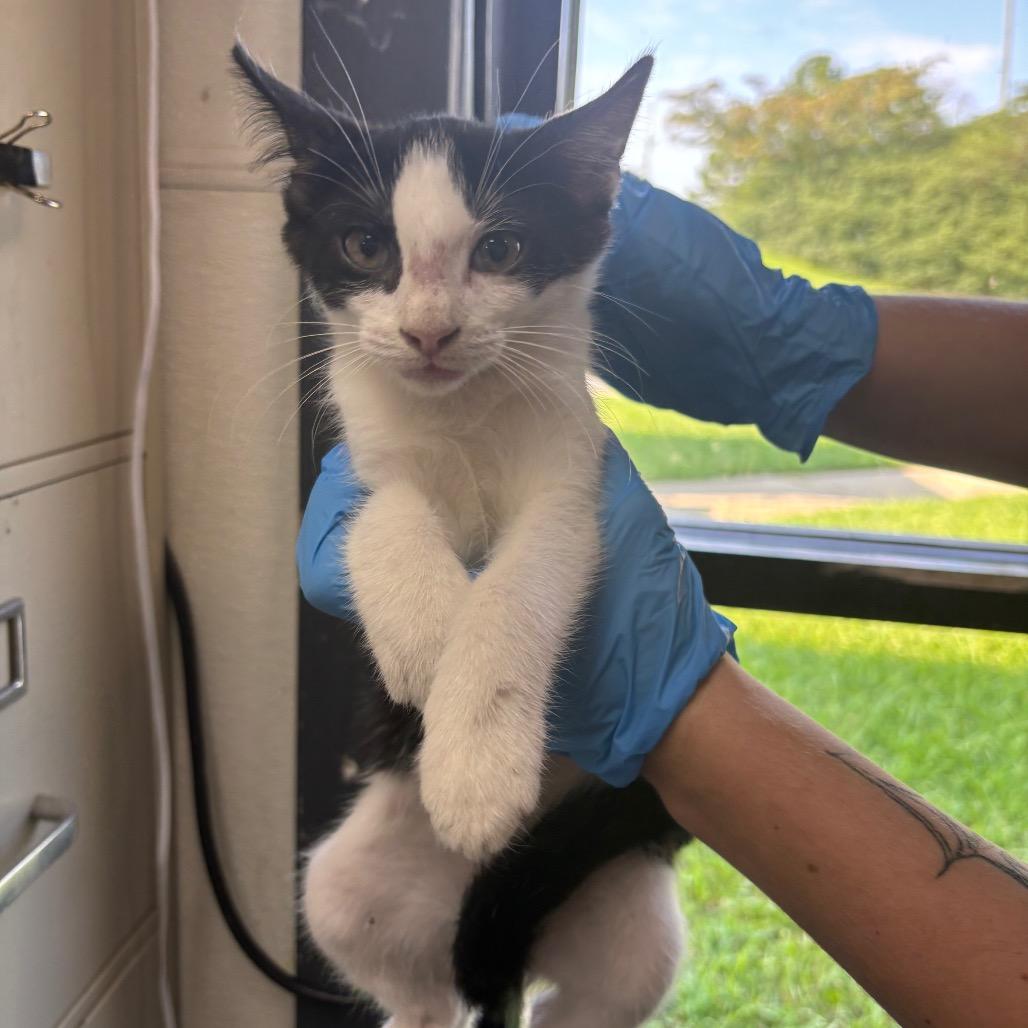 Banana Joe *AVAILABLE AT HELENA VETERINARY CLINIC*, Adoptable, Young Male Domestic Short Hair.