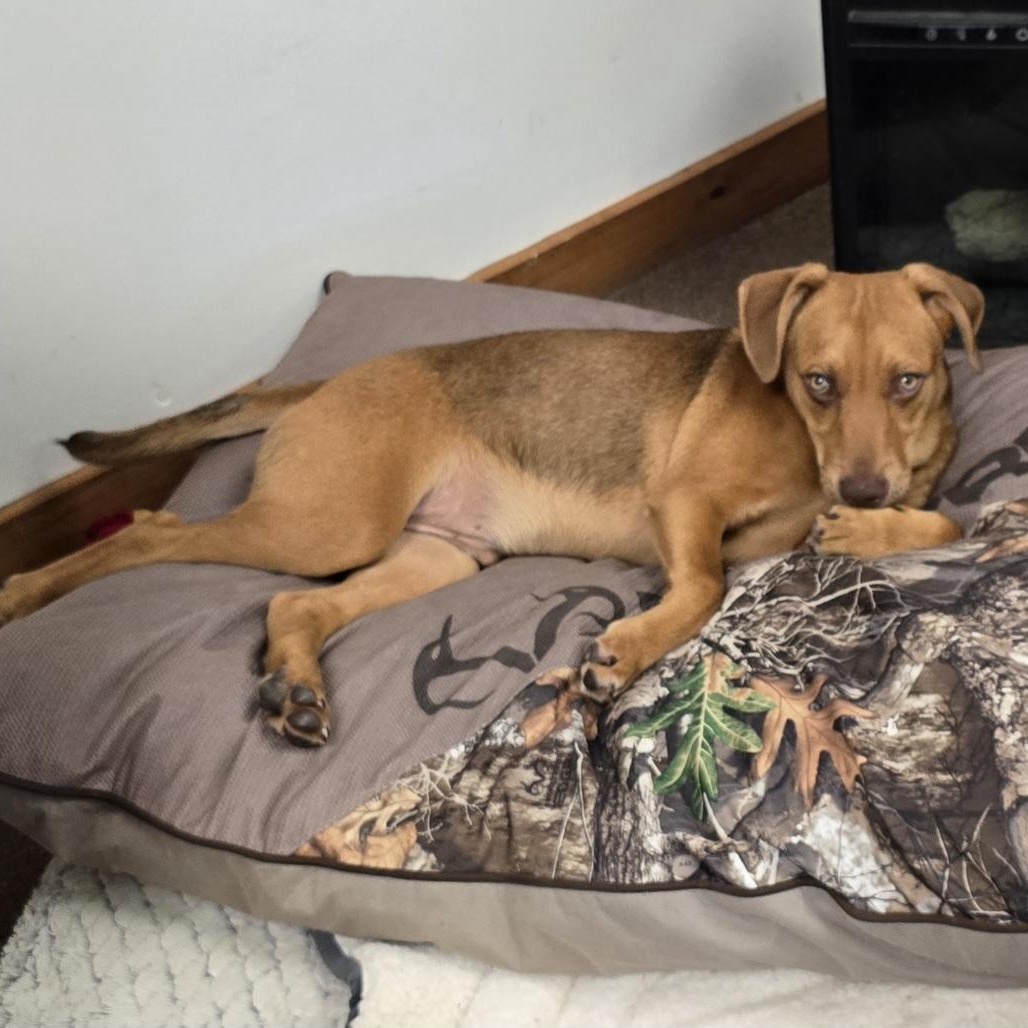 Red, Adoptable, Puppy Male Labrador Retriever & French Bulldog.