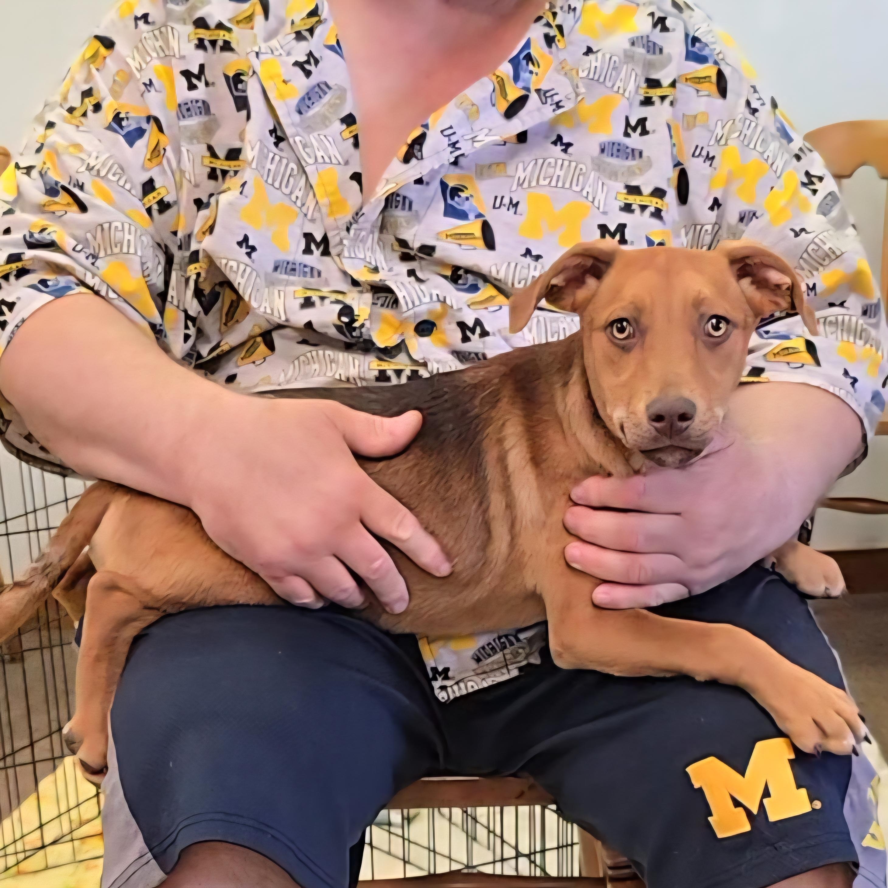 Red, a Adoptable mixed breed in LaGrange, IN image 3/6