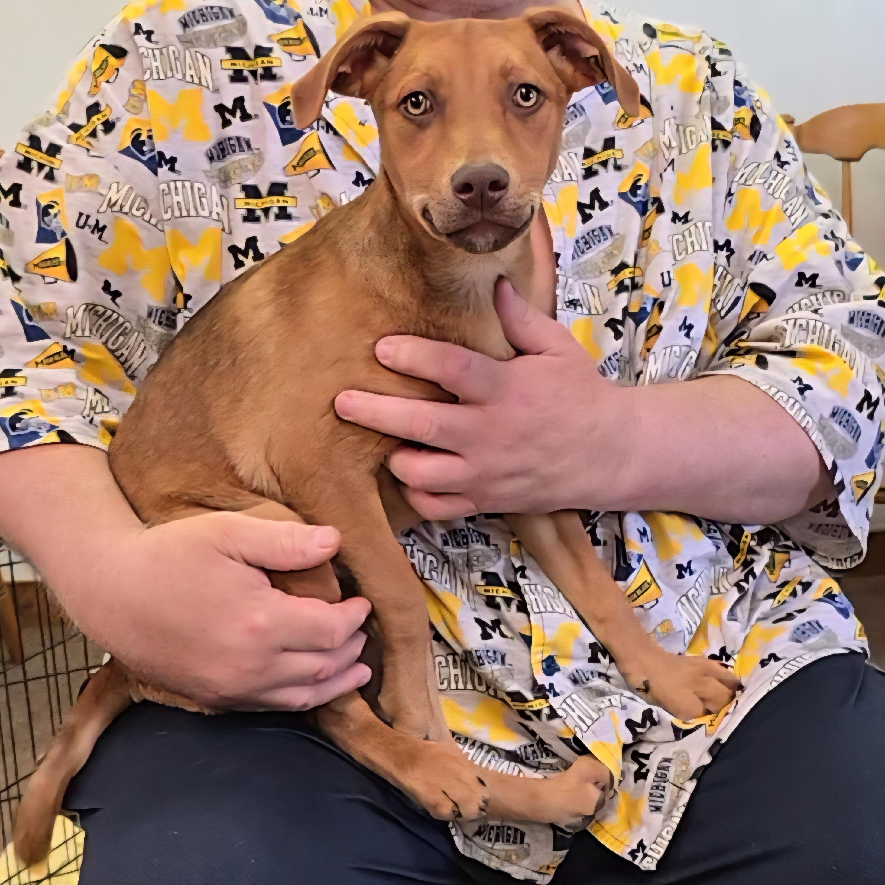 Red, a Adoptable mixed breed in LaGrange, IN image 2/6