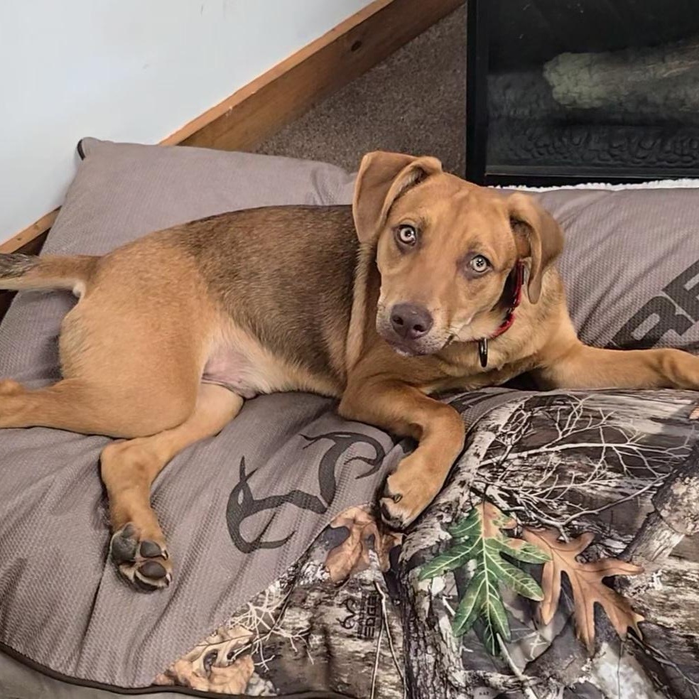 Red, a Adoptable mixed breed in LaGrange, IN image 4/6