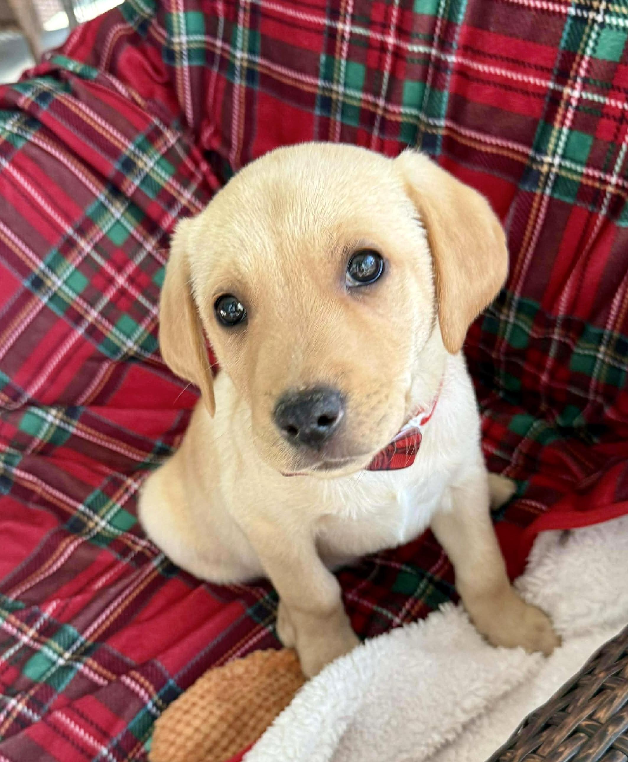 Enlarge Royal Dansk, an adopted mixed breed in Pittsboro, NC image 5/5