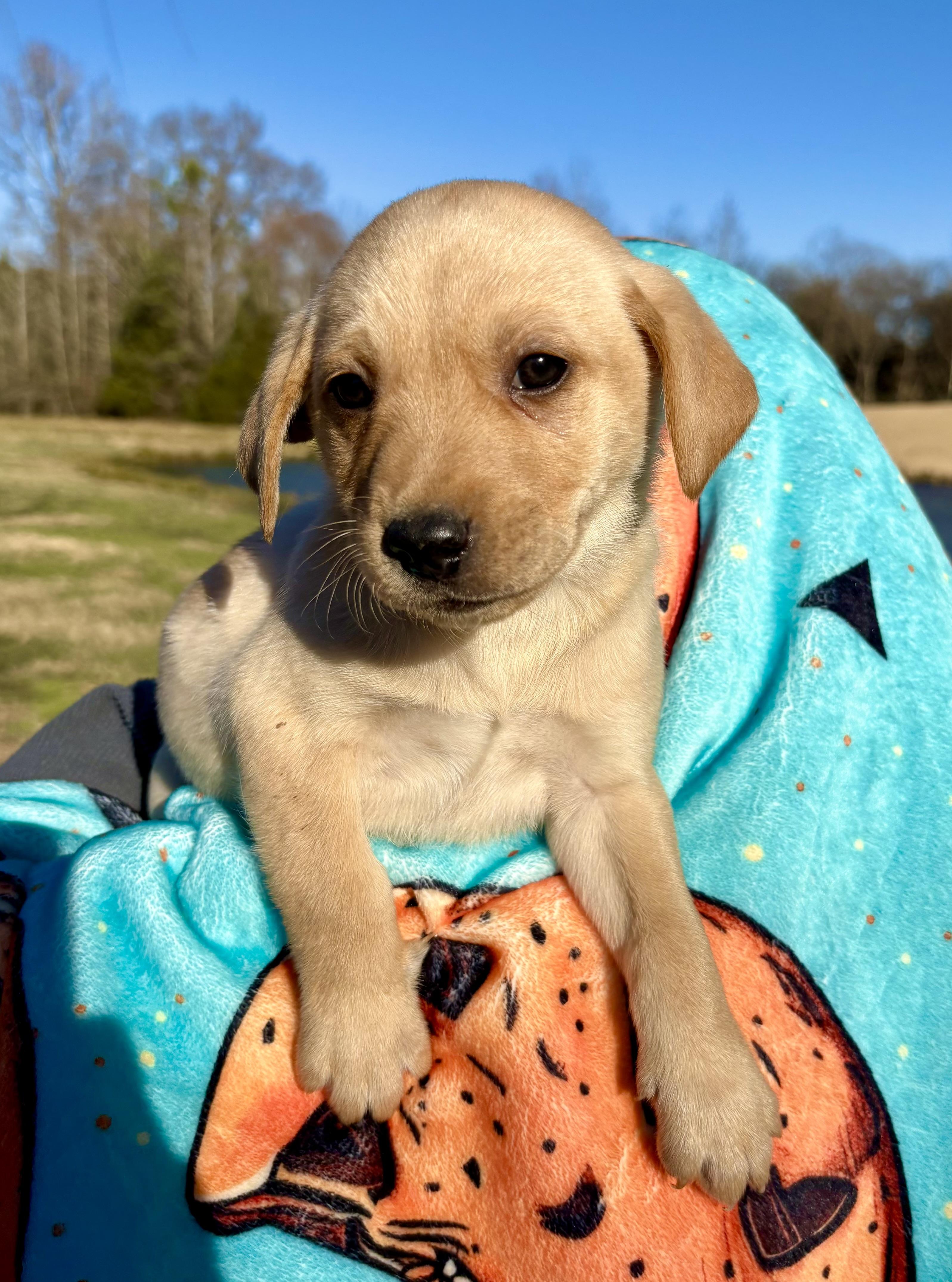 Enlarge Royal Dansk, a Adoptable mixed breed in Pittsboro, NC image 2/3