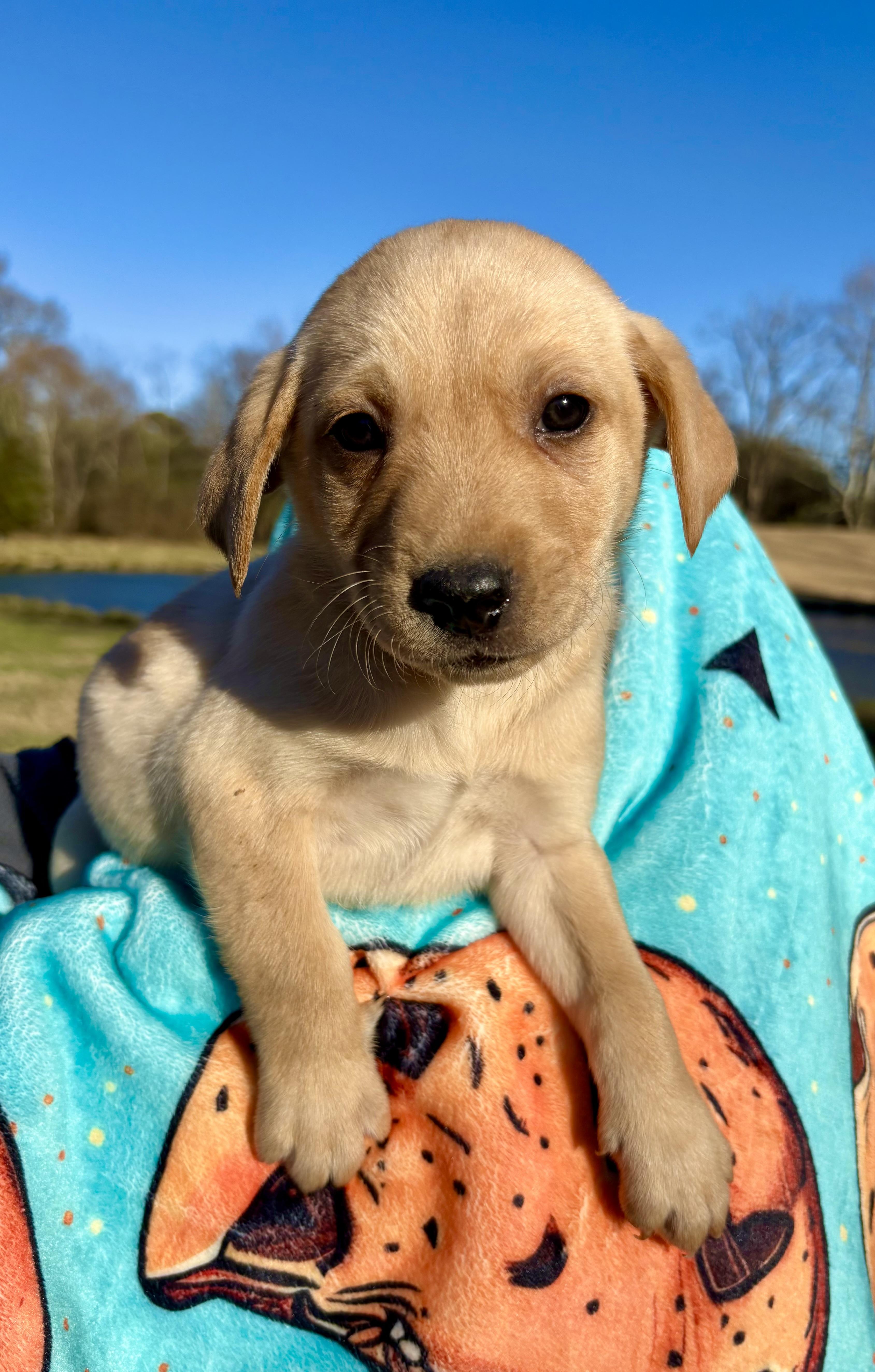 Enlarge Royal Dansk, a Adoptable mixed breed in Pittsboro, NC image 1/3