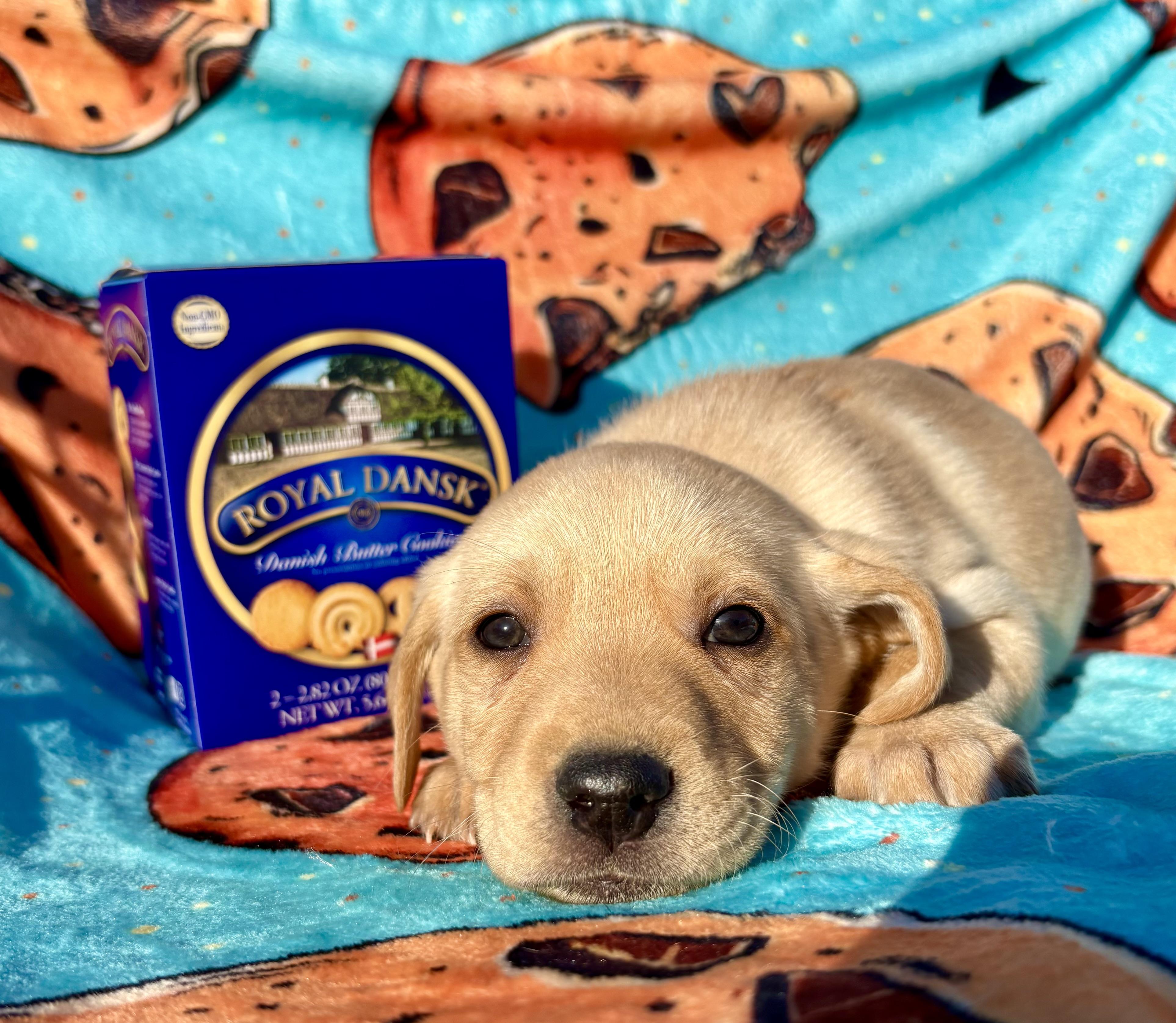 Enlarge Royal Dansk, a Adoptable mixed breed in Pittsboro, NC image 3/3