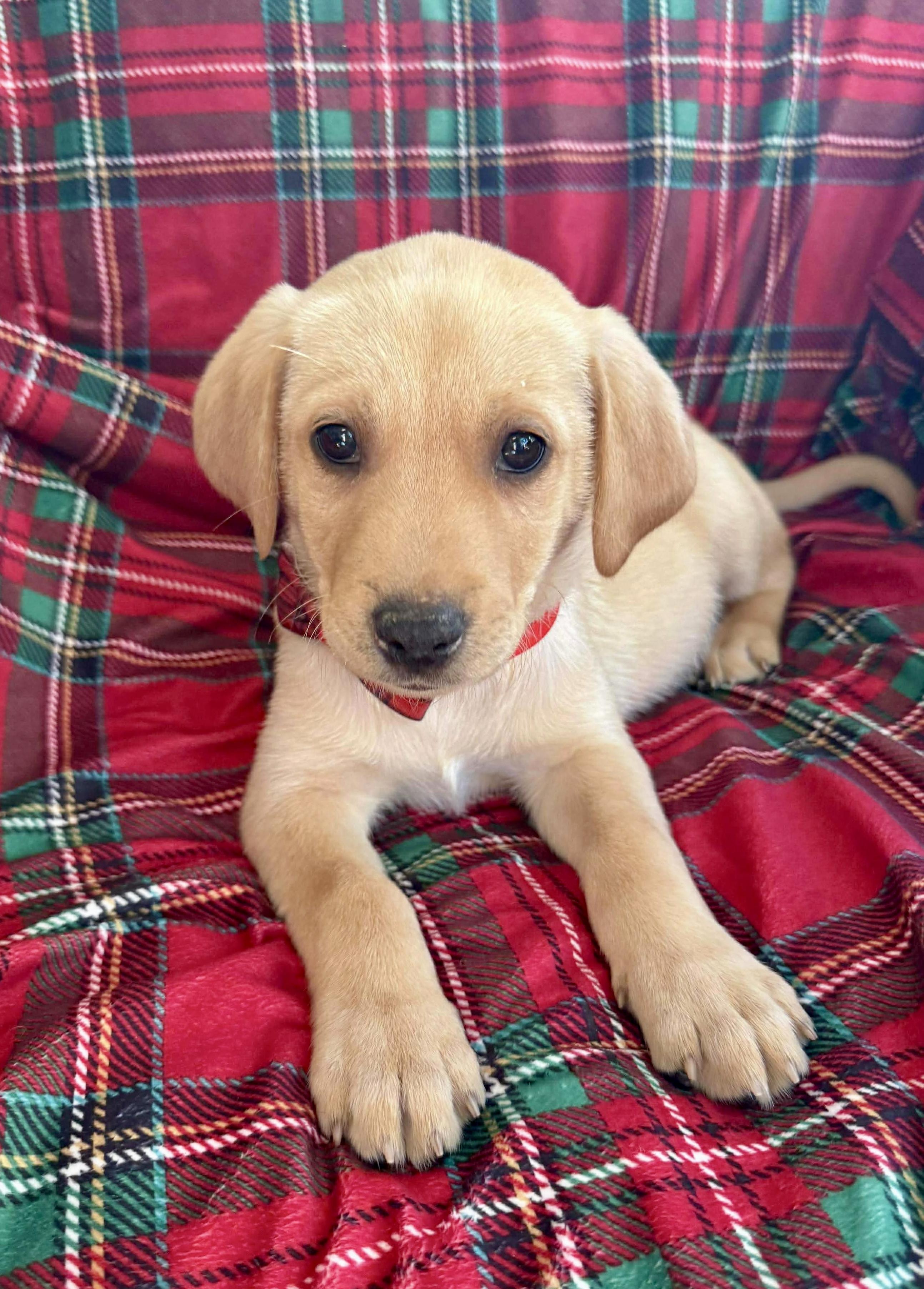 Enlarge Royal Dansk, an adopted mixed breed in Pittsboro, NC image 1/5