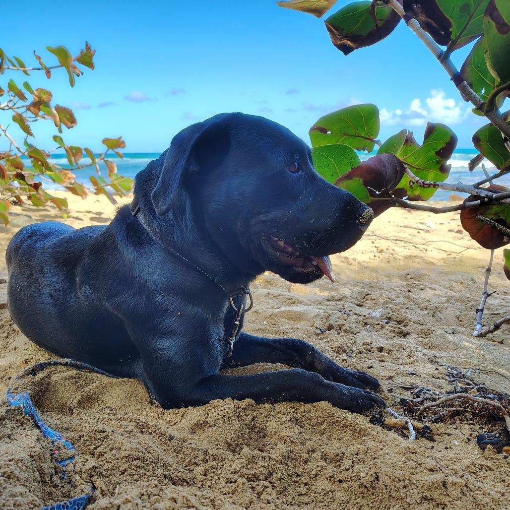 Perla, Adoptable, Adult Female Black Labrador Retriever & Mixed Breed.